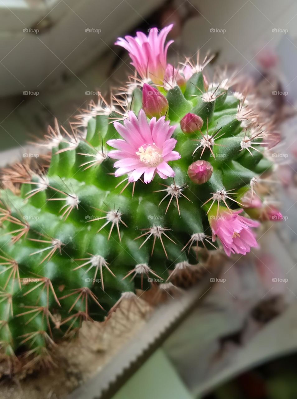 cactus