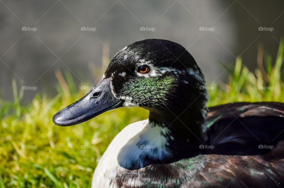 Duck eye