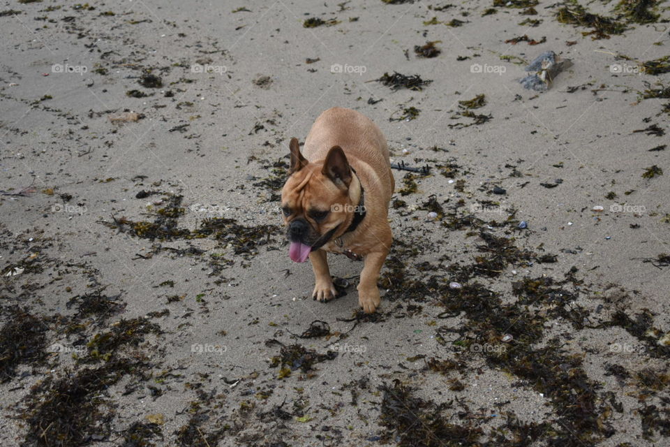 French bull dog at the beach 