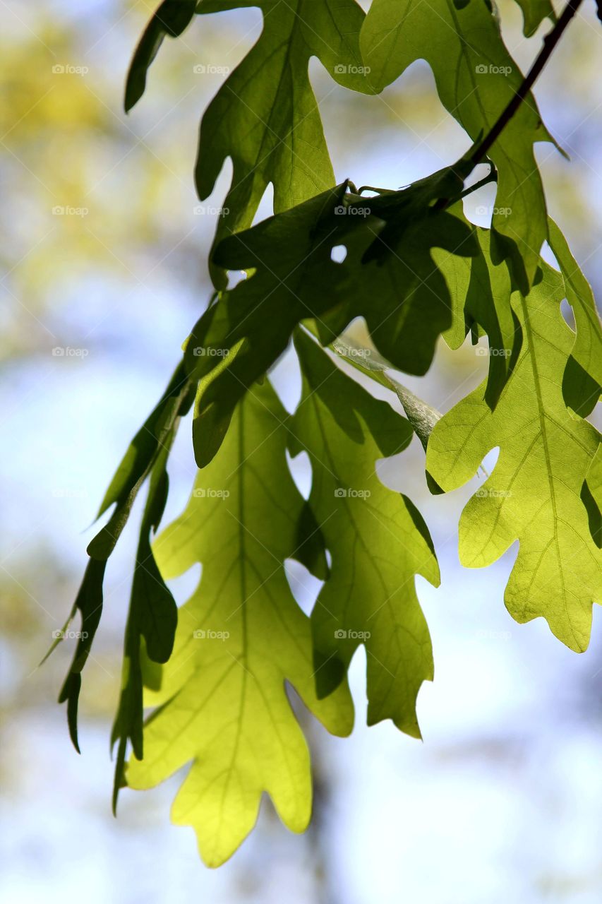 green fresh oak leaves.