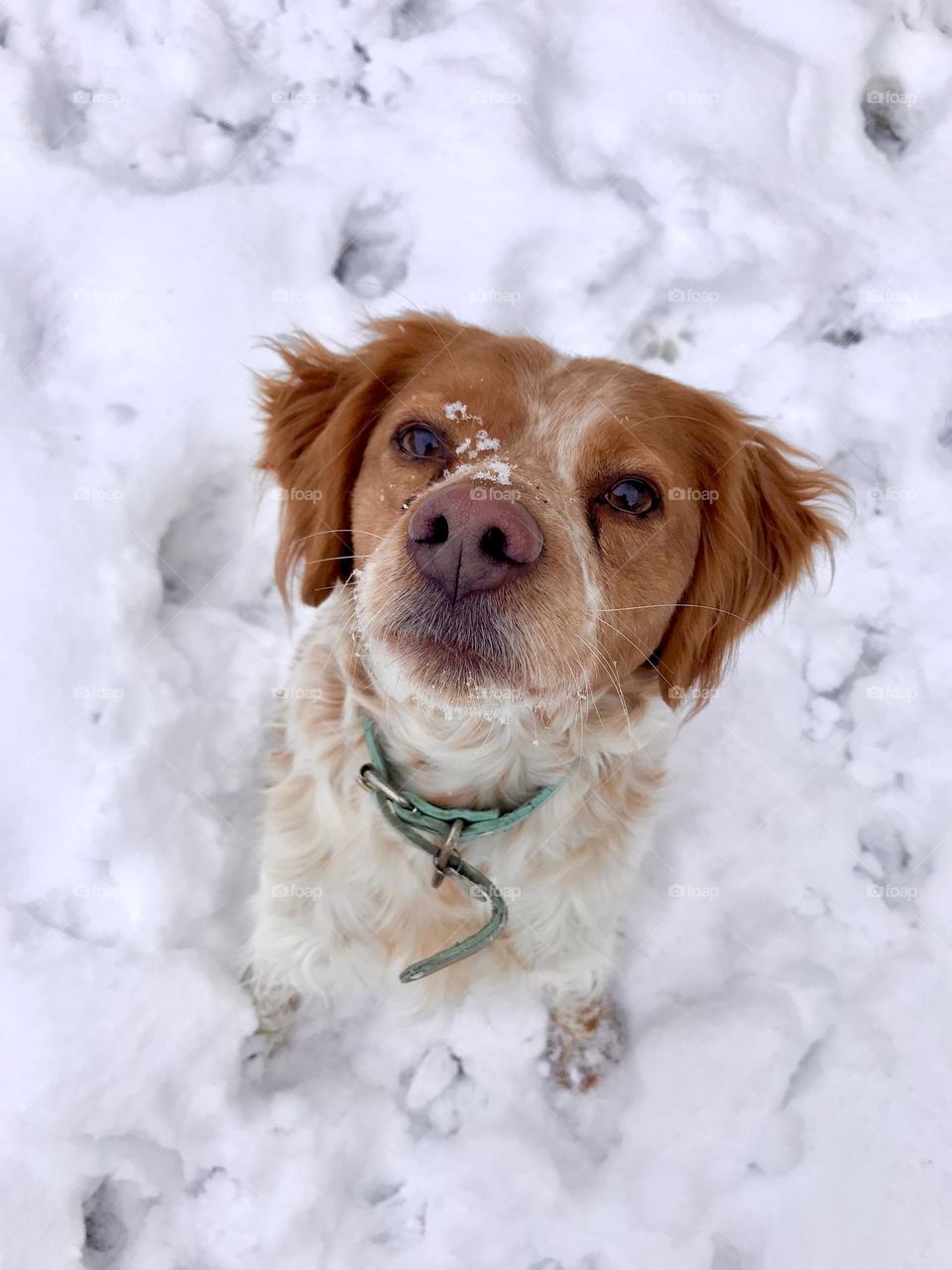 Brittany spaniel's dog is sitting in the snow.
