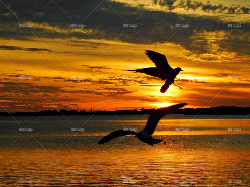 Birds & Bees - Nature in Motion - Sunset - Birds in action by analyzing their movements, vocalization, and even behavior. Birds steer mainly with their tails, and some use their wings for precise maneuvers.