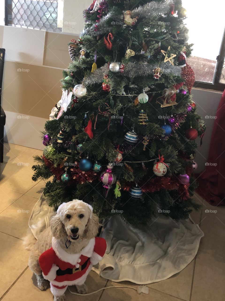 Christmas Spoodle