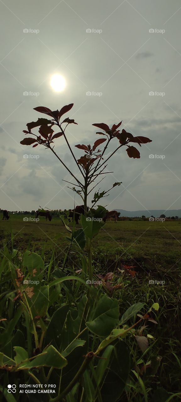 Tree 🌲🌲🌲🌲