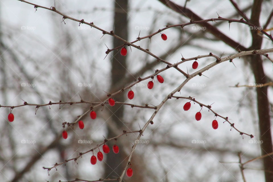 Winterberry Holly in Pennsylvania 