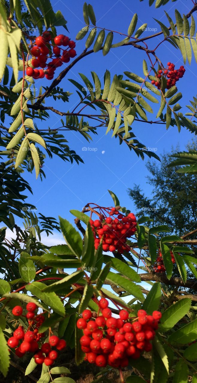 The moon at sunrise through a rowan tree