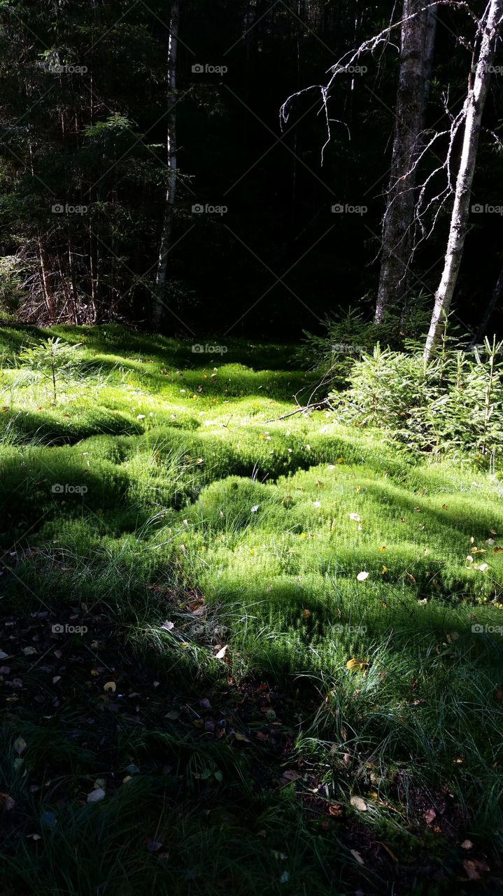 A peaceful spot. Moss covered spot in the forest bathed in sunlight, looking soft and inviting