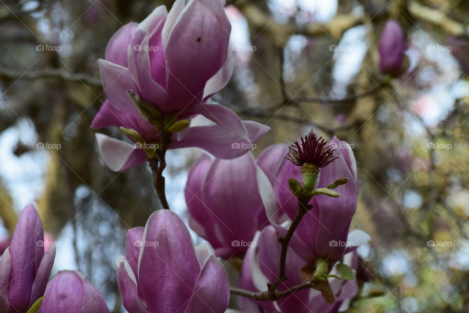 Magnolia Madness