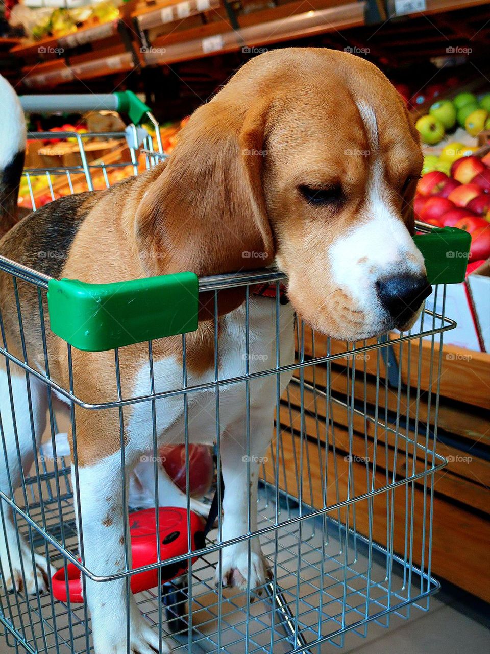 A trip to the supermarket. The main member of the family, the main controller of the quality of products. Beagle dog standing in a shopping cart. Fruit crates in the background