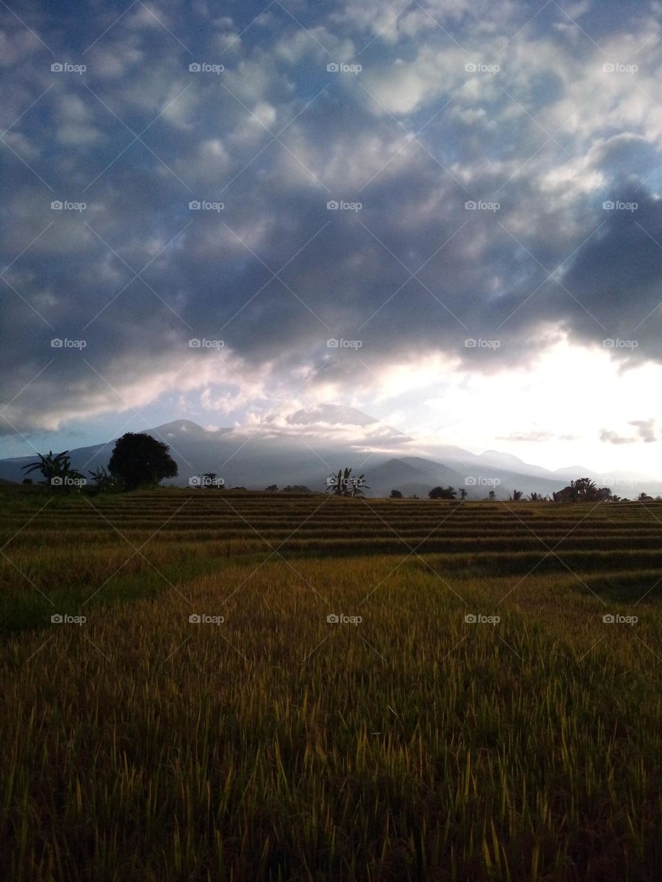 Sunlight in the morning at rice fields