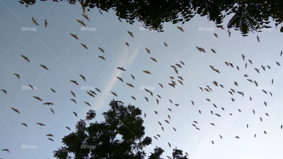 lot of birds in sky