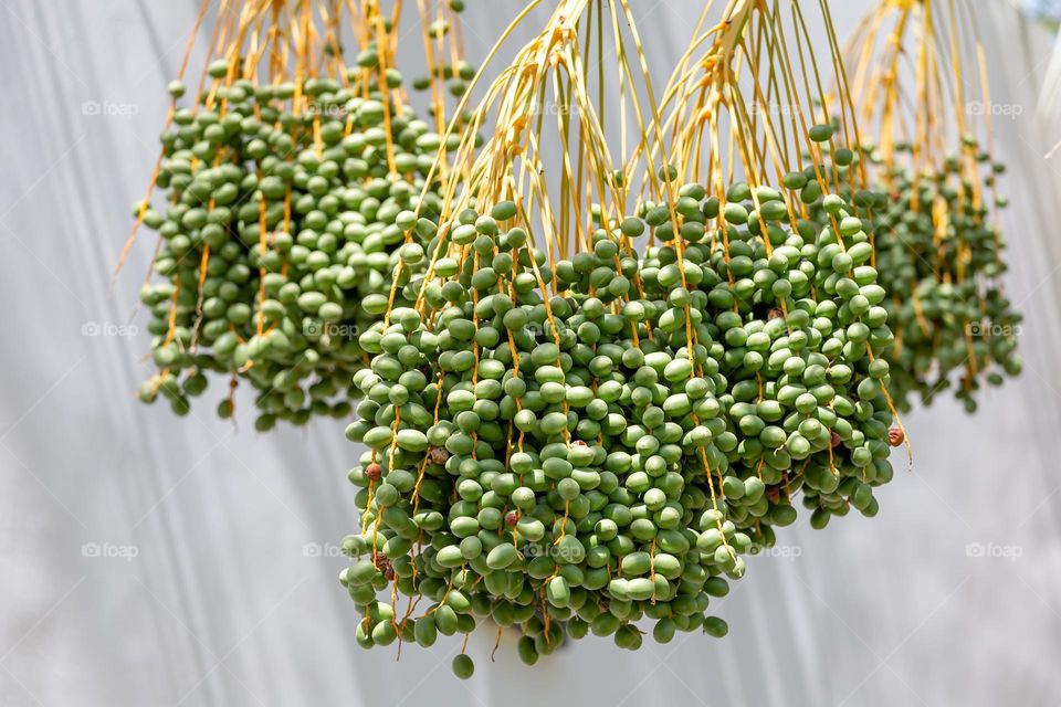 Unripe dates on the tree branch