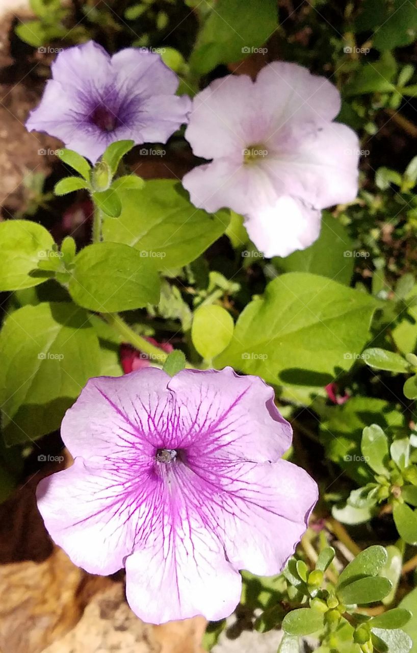 Three Colors of Petunia Flowers