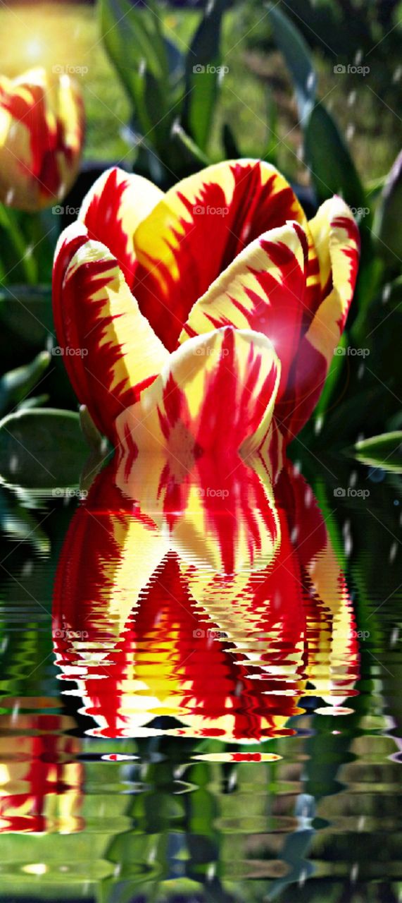 Timeless reflection of a gorgeous tulip
