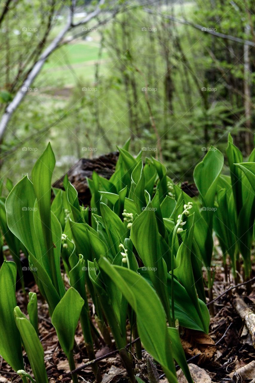 Convallaria majali - lily of the valley 
