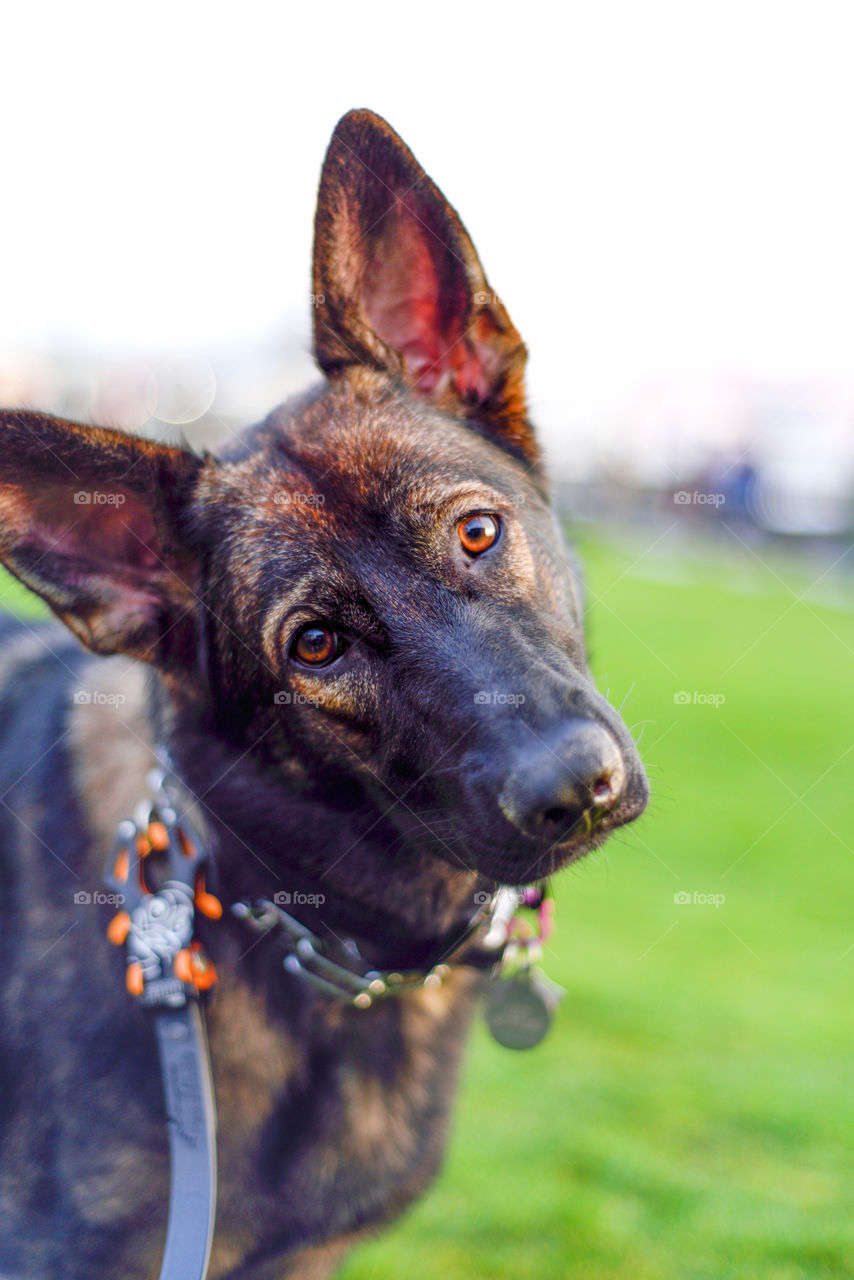 German Sheperd looking inquisitive 