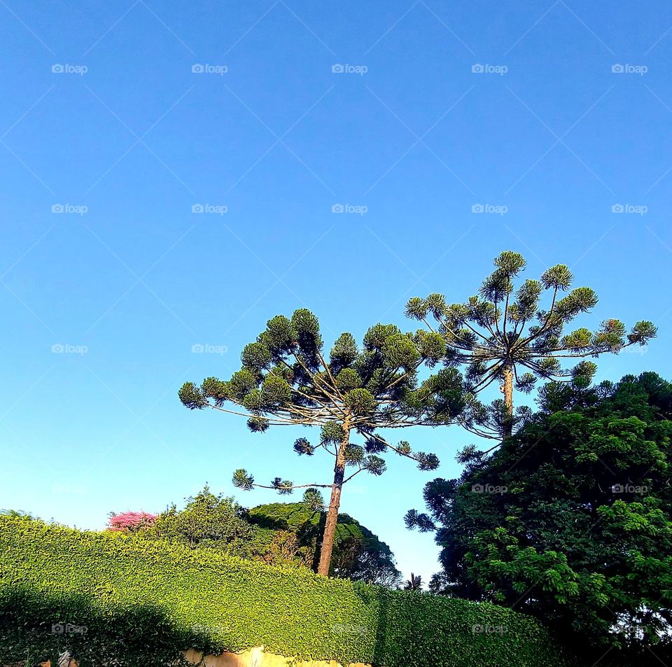 Aqui no nosso estado, temos a Araucária, árvore linda, de beleza singular.