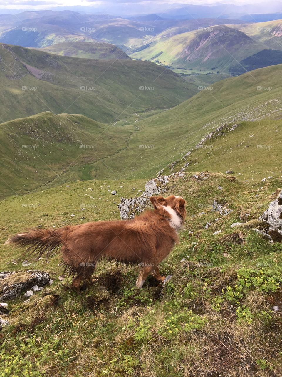 Dog on hill in Scottish highlands 