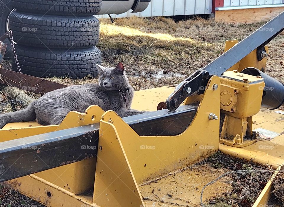 Farm cat