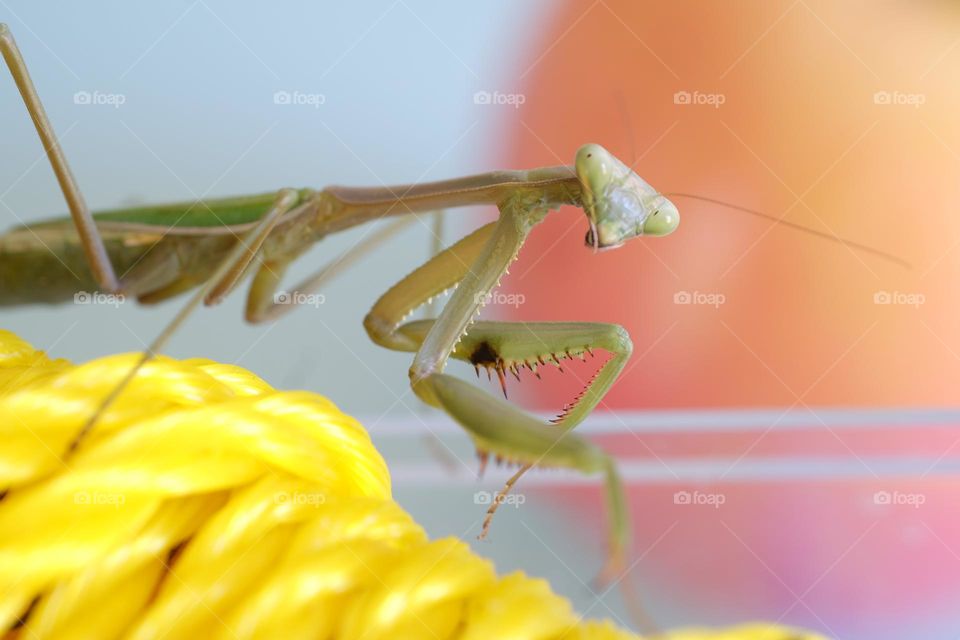 praying mantis