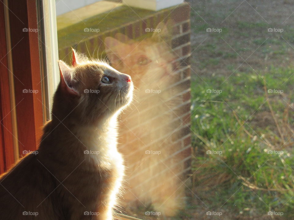 Cat and his reflection