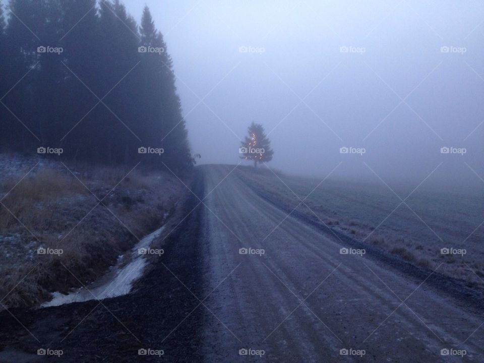 Light tree in the fog