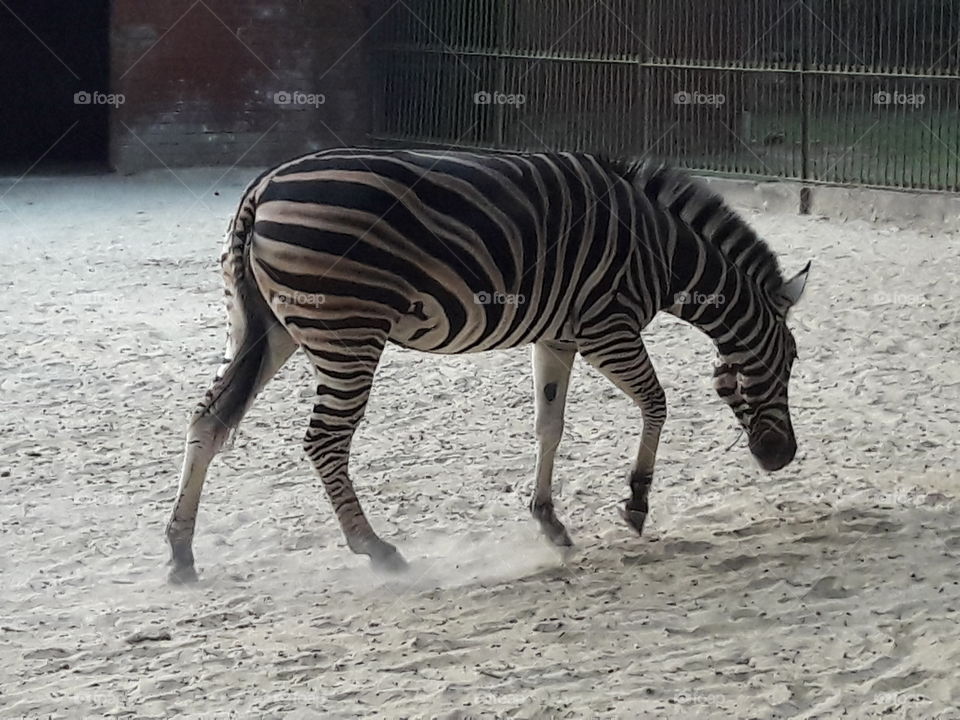 Zebra