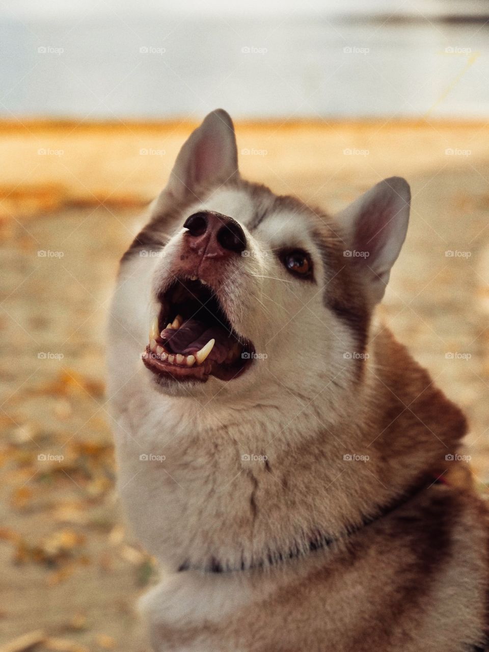 our beloved pet Siberian Husky Debra