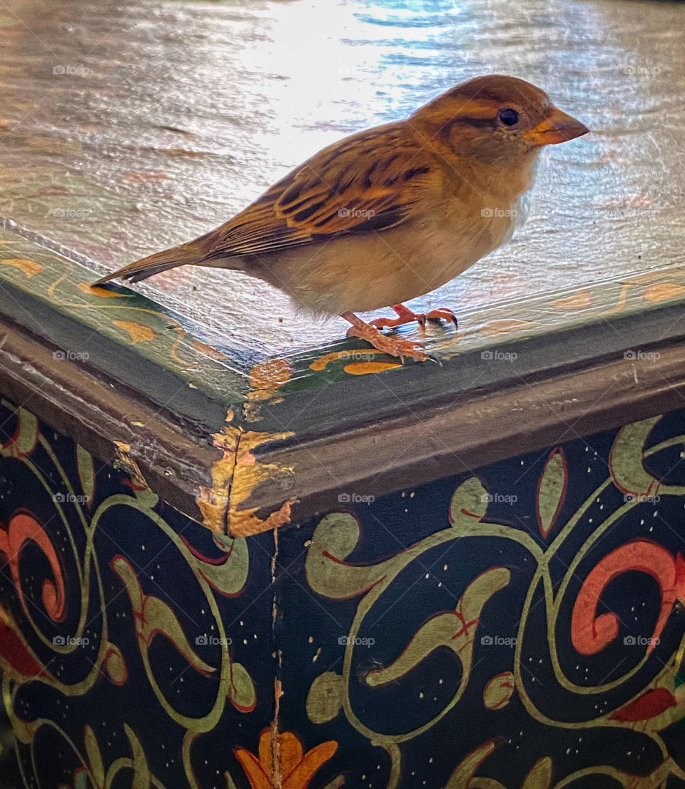 Sparrow standing at the edge of an antique decorative table