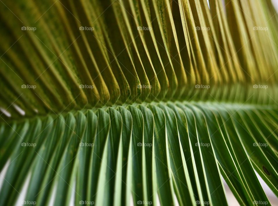 Leaf of Palm 