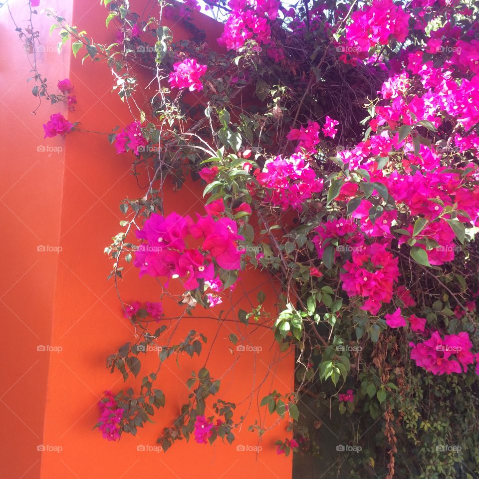 Pink flowers and an orange wall