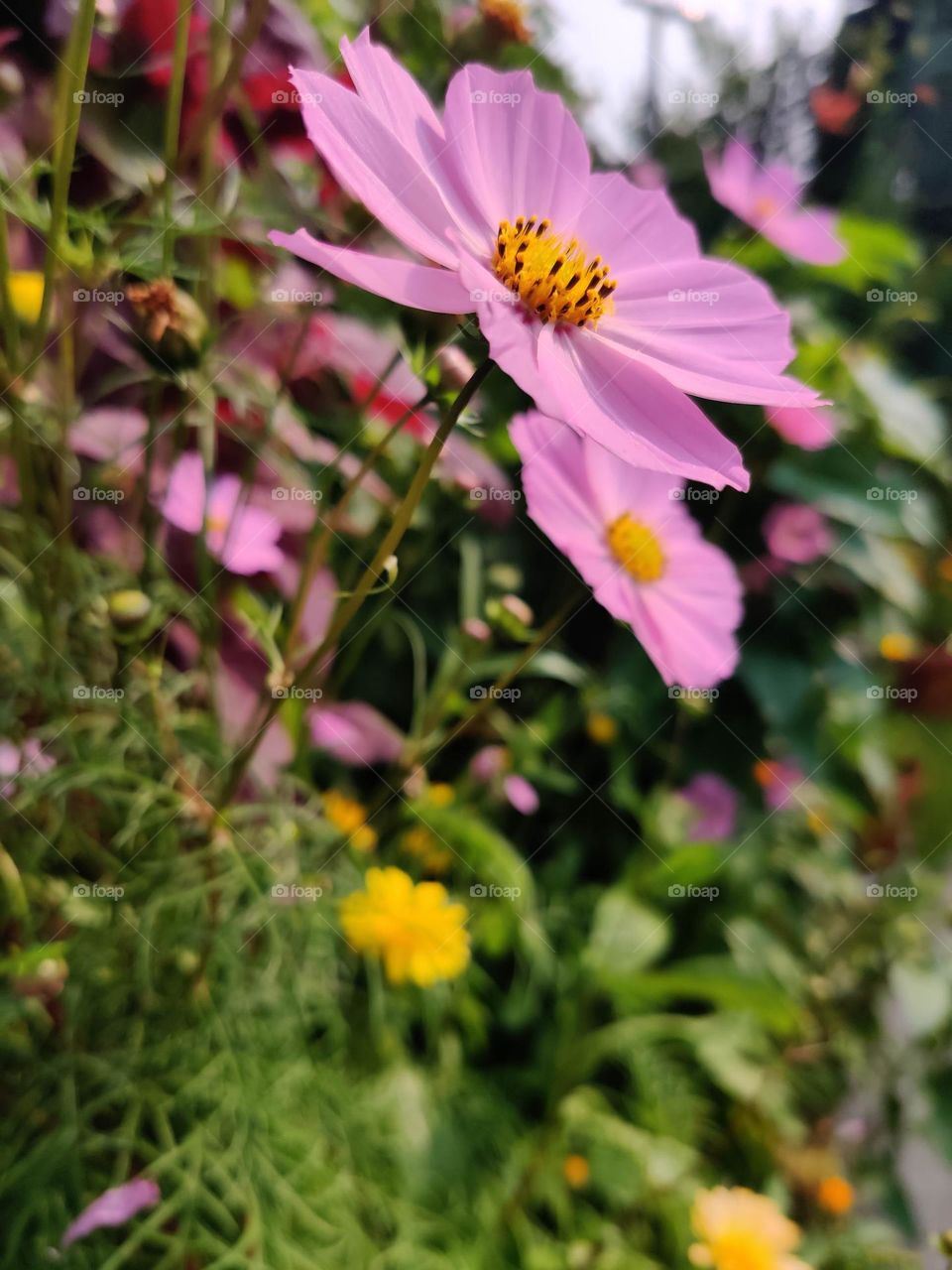 Pink kosmeya flowers in the garden