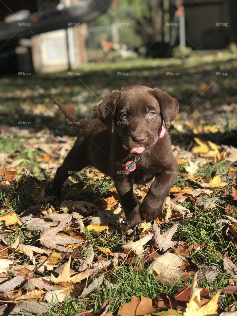 Chocolate Labrador puppy 