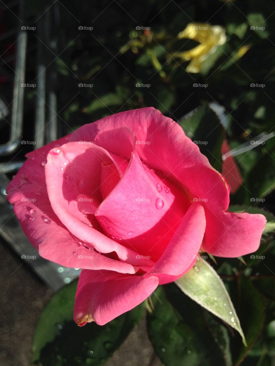 Rain drops on pink rose