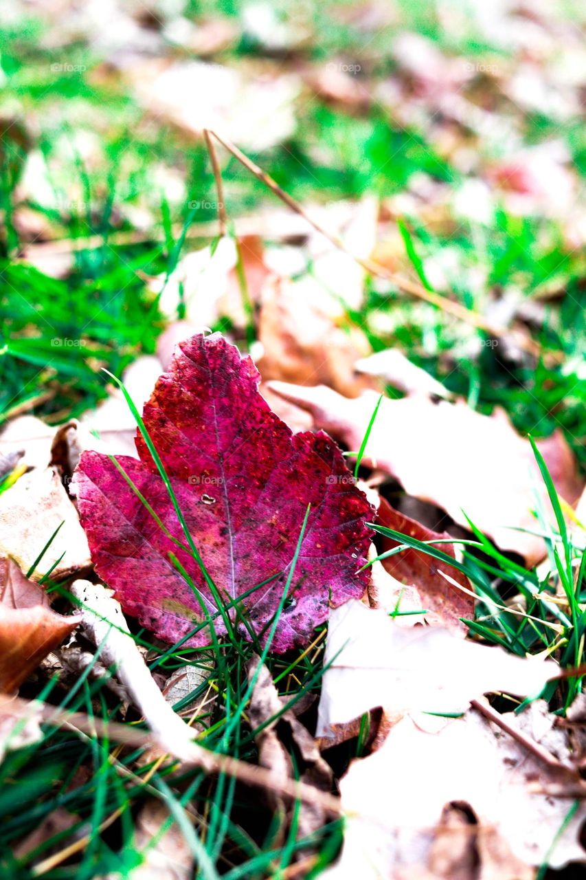 one red leaf