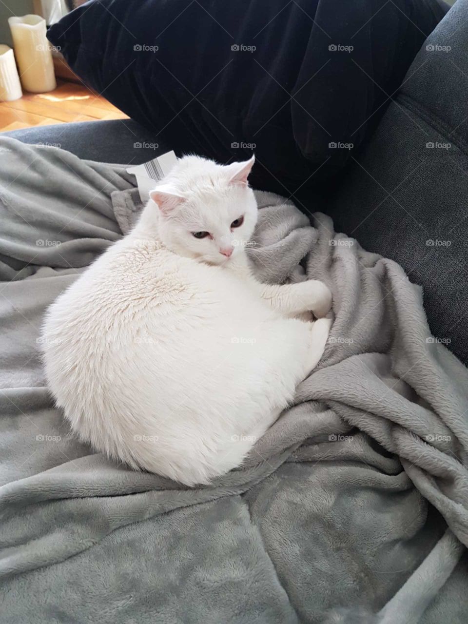 Süße weiße Katze kuschelig chill 