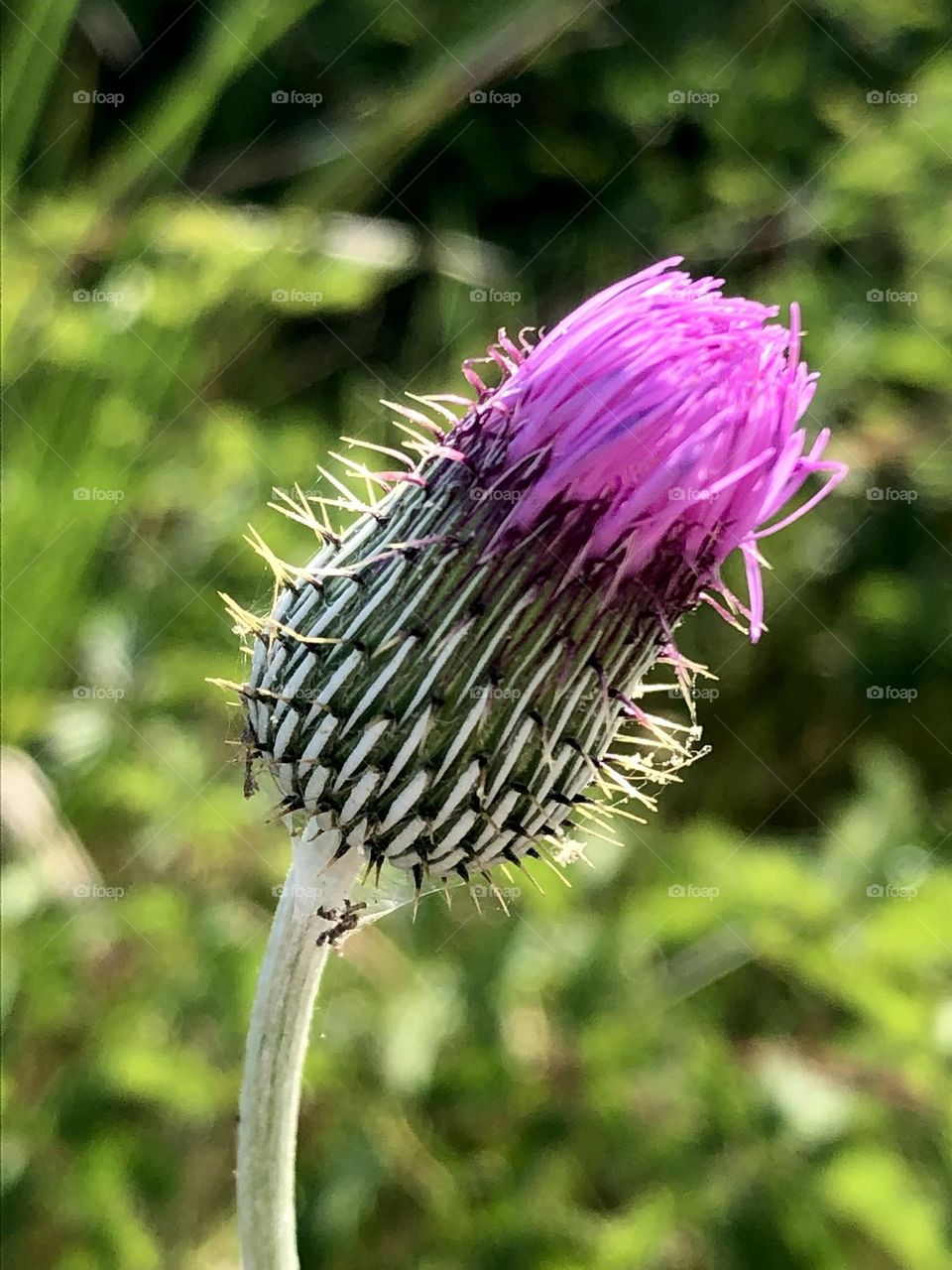 Closeup of a gorgeous purple thistle that hasn’t bloomed yet. 