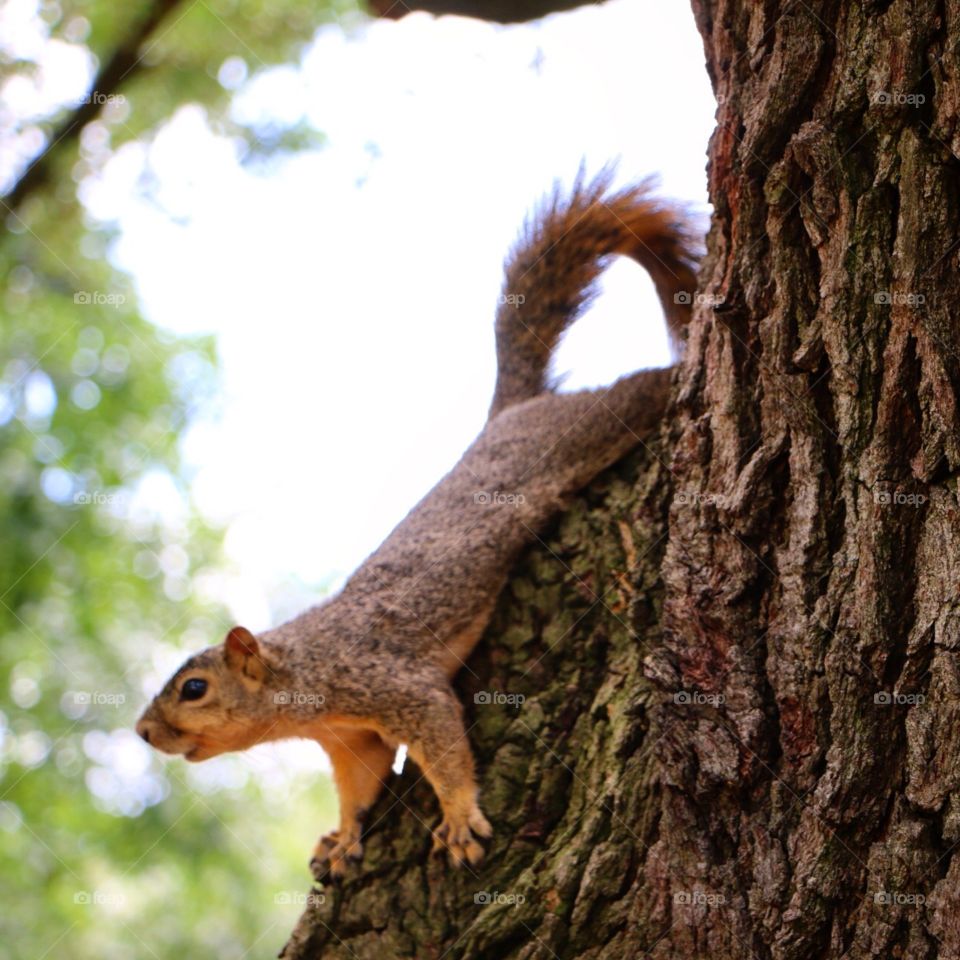 Squirrel, Tree, Rodent, Wood, Wildlife