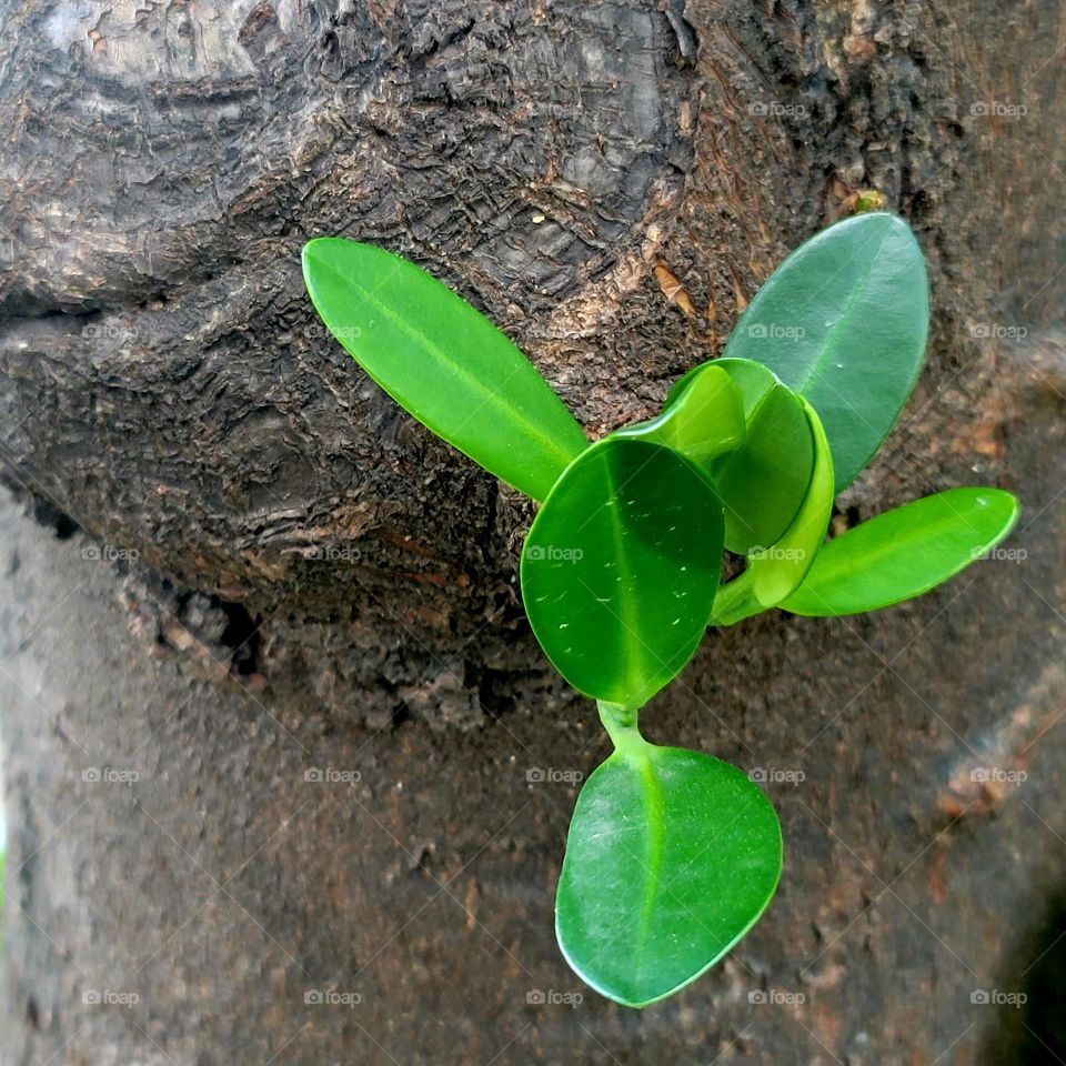 New shoots sprout from tree trunks