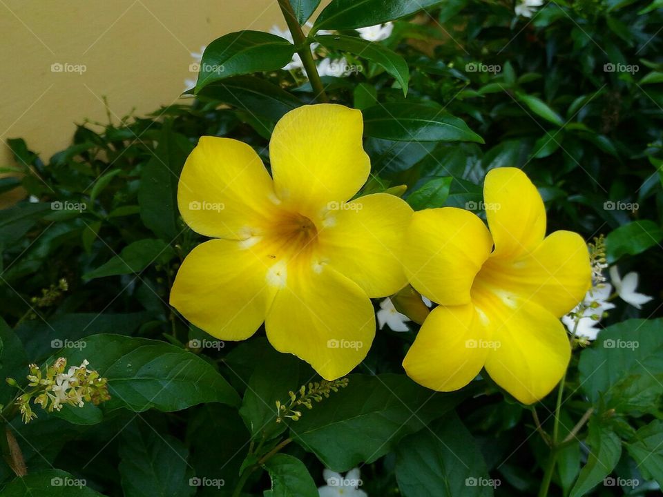 Beautiful  Yellow  flowers  and  plants  in  the  garden.