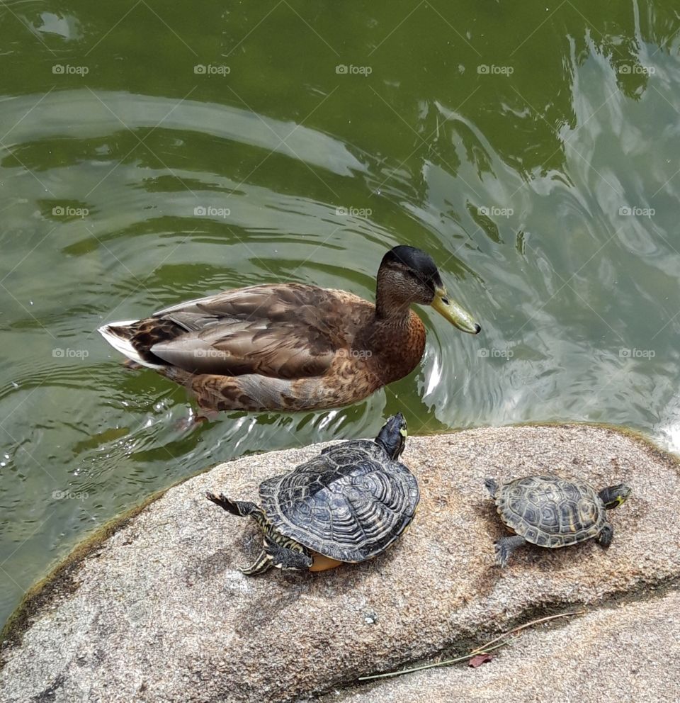 duck and turtles