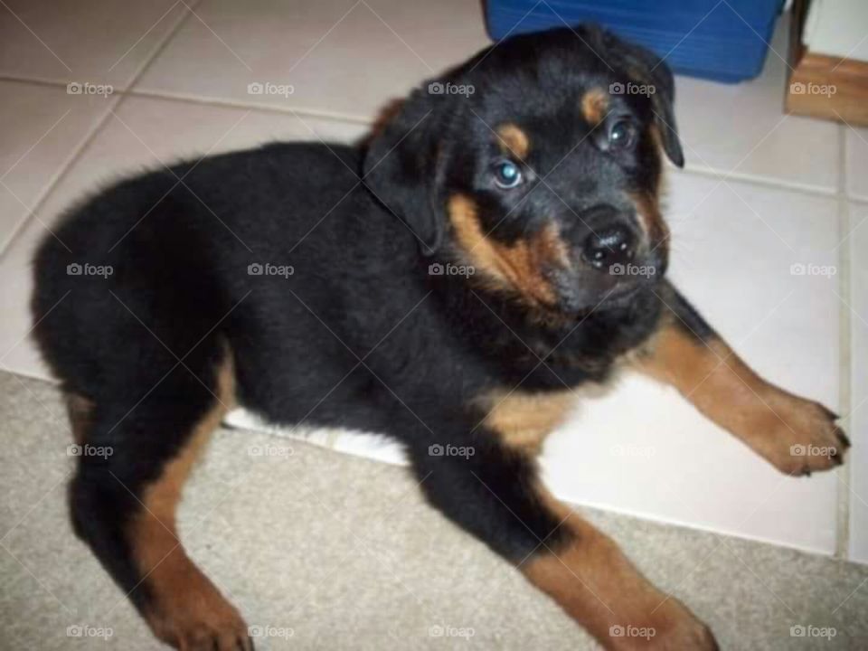 Baby Rottweiler