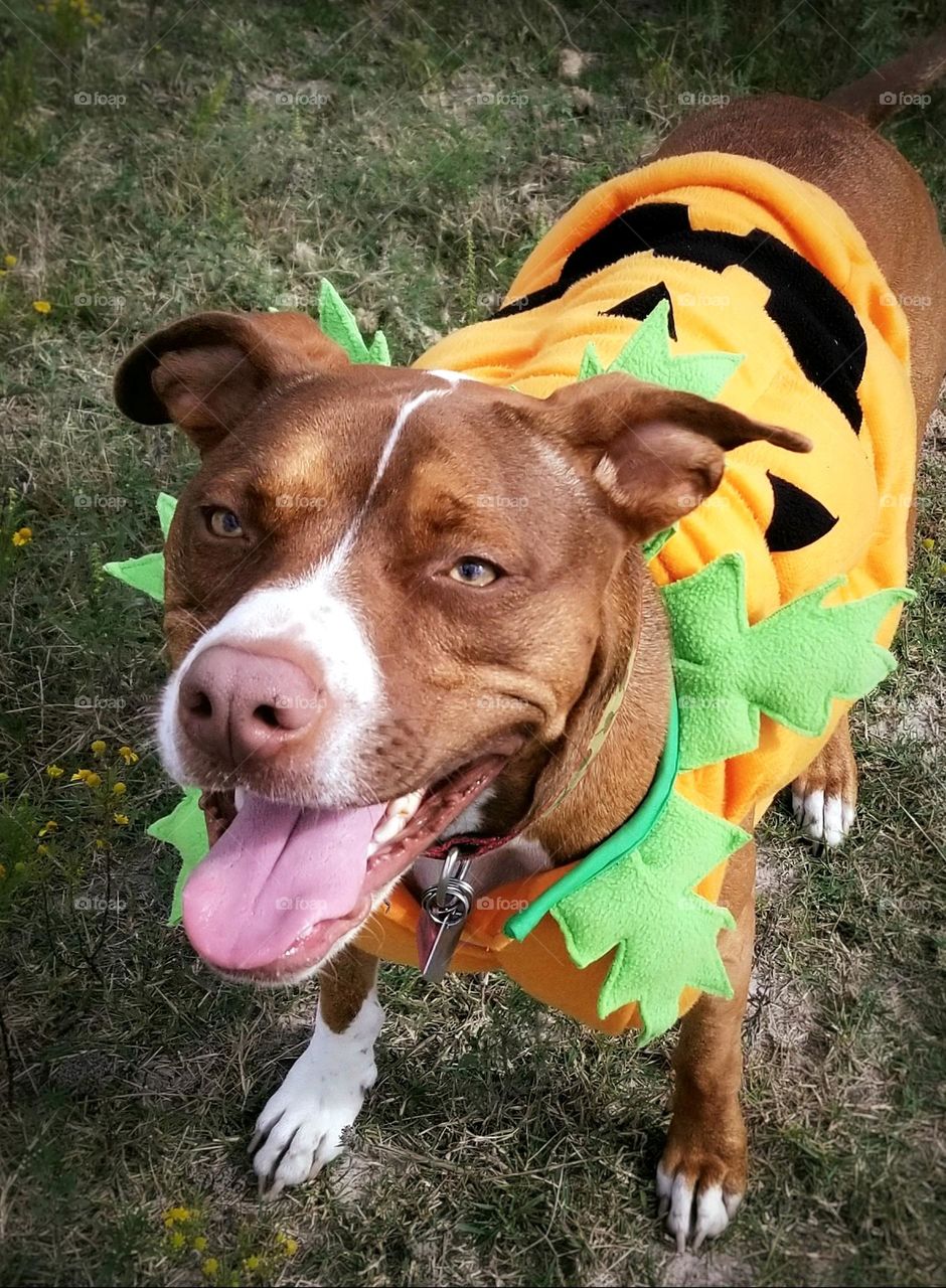 Happy smiling puppy dog in a Halloween Jack-O-Lantern costume