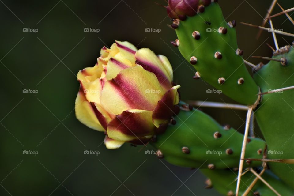 Prickly pears is attractive and isolated on dark back ground.