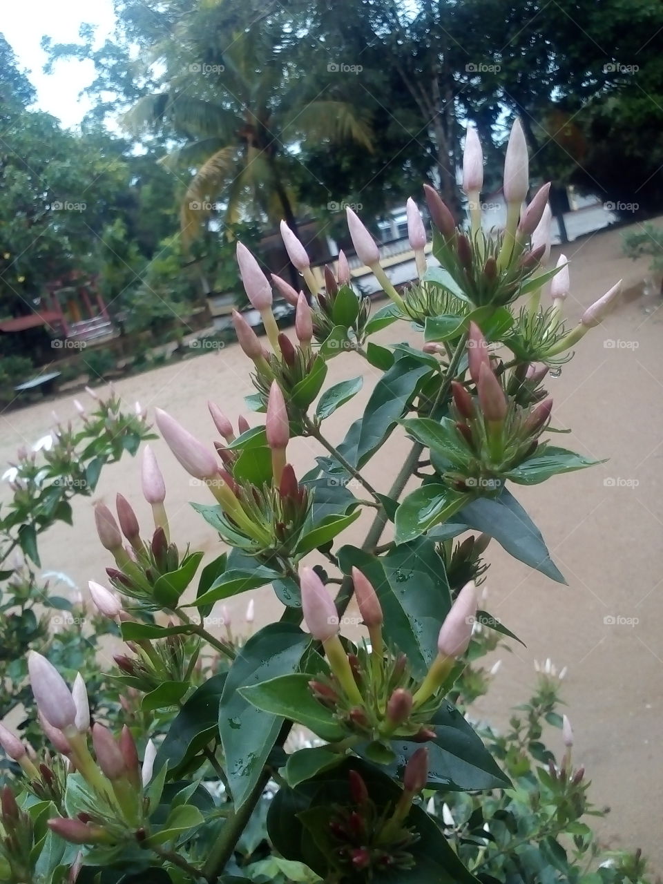 flower buds