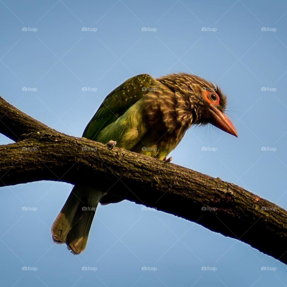 The Lineated Barbet