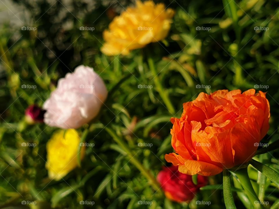 my beautiful Portulaca grandiflora