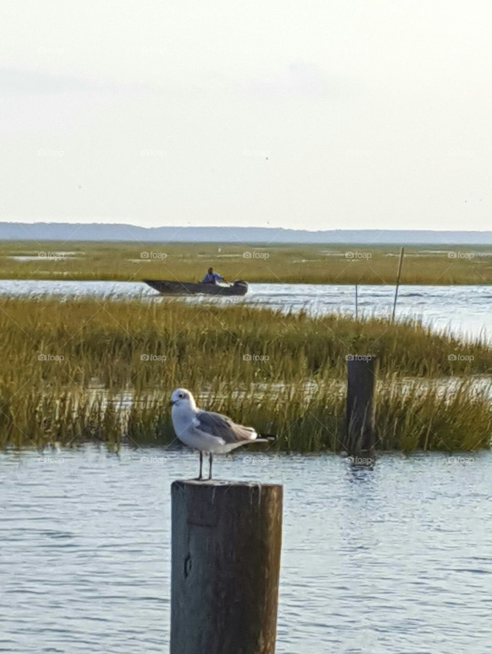 life on the salt marsh