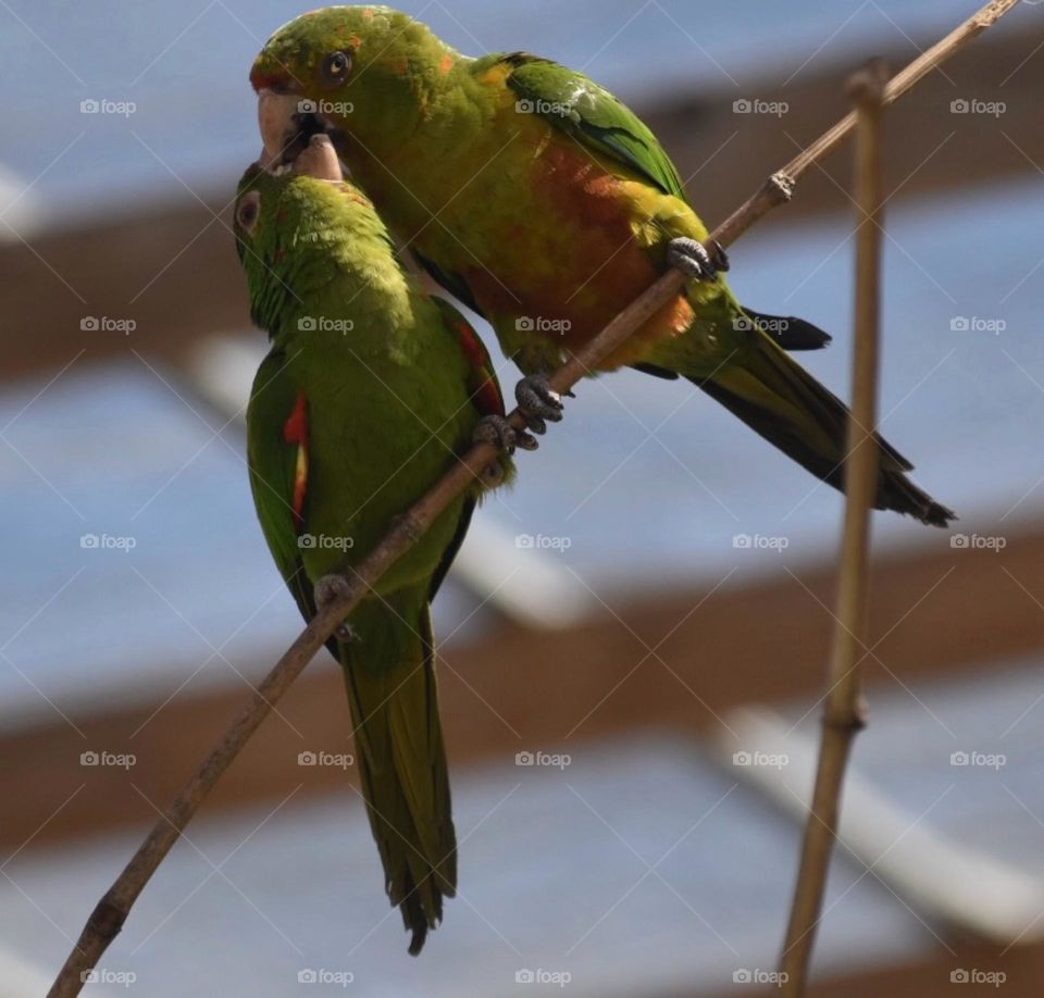 Birds and Bees in Motion