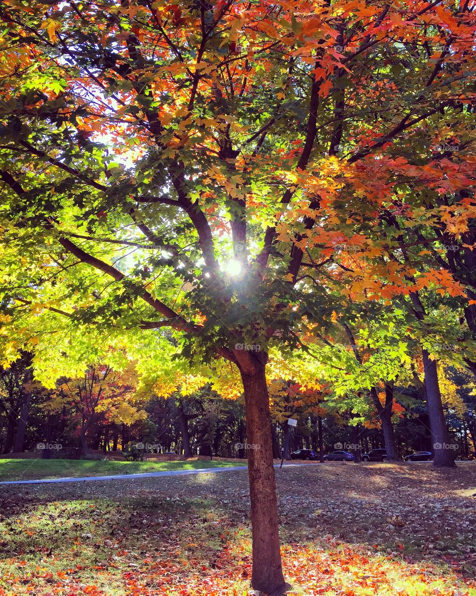 Sunny fall day